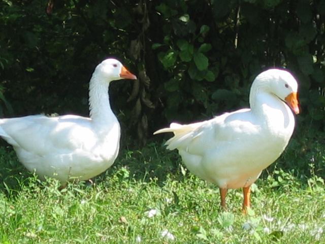 Guesthouse Zorko Gostilna Domen Šmarješke Toplice Zewnętrze zdjęcie